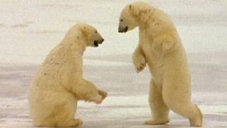 Wild Animals Polar Bears Playing [upl. by Attenohs]