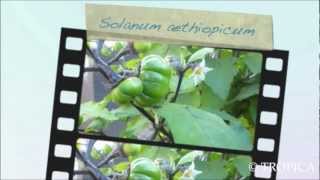 Solanum aethiopicum 13227 [upl. by Birch]