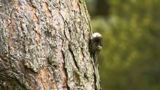 Shorttoed Treecreeper Certhia brachydactyla  Gartenbaumläufer [upl. by Beltran250]