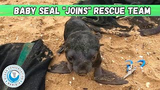 Baby Seal quotJoinsquot Rescue Team [upl. by Adelric327]