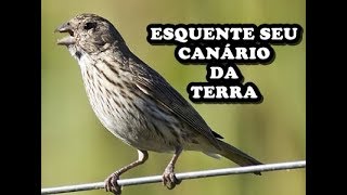 Esquente seu Canário da Terra em 5 minutos [upl. by Nathalie553]