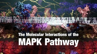 The Molecular Interactions of the MAPK Pathway [upl. by Pittel]