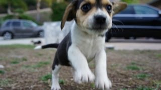 Pocket Beagle Puppy Tiny Beagles Cute Puppies Playing Tug O War at Work [upl. by Ahsilrak]