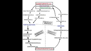 Polysiphonia Life cycle [upl. by Thekla988]