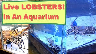 LIVE LOBSTERS In An AQUARIUM Check This OUT [upl. by Amitak905]