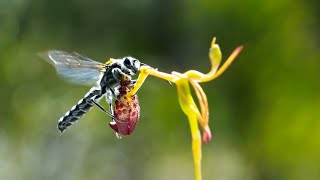 Sneaky Orchid Tricks a Wasp  The Green Planet  BBC Earth [upl. by Acissj]