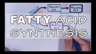 Fatty Acid Biosynthesis  Part II [upl. by Eivlys]