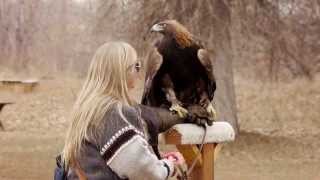 Captive female Golden Eagle being fed [upl. by Wohlen13]