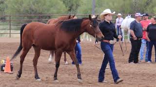 Class 3  Halter GeldingsStallions  Scottsdale Saddle Club  March Horse Show [upl. by Haywood959]