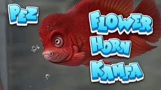 🐟 COMO CUIDAR al Pez KAMFA FLOWERHORN 🐠🌿 peces flowerhorn aquariumfish [upl. by Hauhsoj]