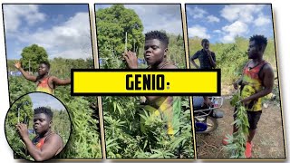 Wode Maya In Jamaica Visits A Ganja Farm In Jamaica  Day In The Life Of Wode Maya  HD [upl. by Alistair]