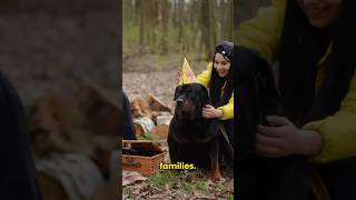 Reasons why Rottweilers Are Game Changers [upl. by Enasus]