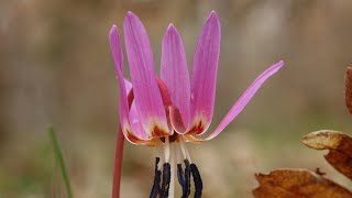 ¿Por qué se llama Flor de Diente de perro 🦷🐶🌸 Erythronium denscanis [upl. by Kersten]