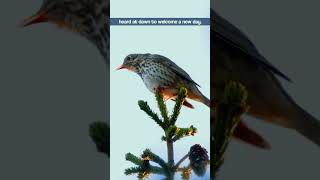 Song Thrush Singing  A Welcoming Morning Chorus shorts [upl. by Branen]