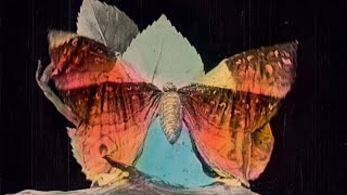 Métamorphose du papillon 1905 silent short film [upl. by Hake]