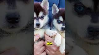 Alaskan Klee Kai  5 Best things about owning a Klee Kai [upl. by Eselahc237]