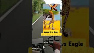 💪💪 Leopard Vs Eagle Fight Eagle Attack On Leopard eagle leopard junglebook viralshorts [upl. by Elahcim]