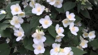 Philadelphus coronarius  Sweet Mock Orange [upl. by Salisbury742]