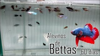 Alevinos de Bettas com 60 dias [upl. by Anitnegra]