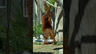 Sumatran Orangutan  sumatran orangutan denver zoo colorado usa asia rainforest trees [upl. by Hole]