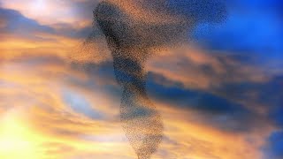 Flocking Starlings Beautiful Phenomenon of Murmuration [upl. by Wisnicki]