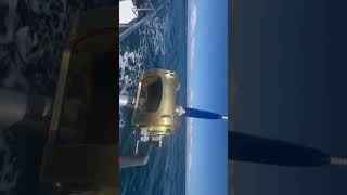 screaming reels bluefin tuna UK like and subscribe [upl. by Fadden929]