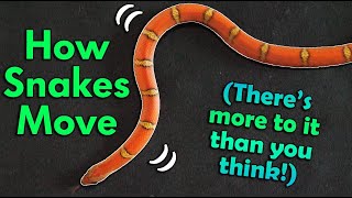 How Snakes Move They dont just slither [upl. by Aken886]