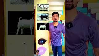 Cow hindi khaniya ytshorts shortvideo shorts [upl. by Myron932]