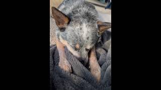 Cattle Dog Nuzzling shorts cattledog dog cute sad [upl. by Yasnil250]