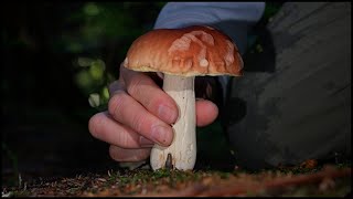 新規開拓でホシアンズタケ／ポルチーニ／ニシキタケなど Boletus edulis 20240916 [upl. by Sanborne705]