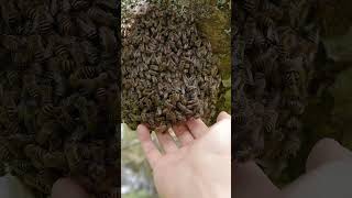 Japanese honeybees rarely sting during swarming savethebees [upl. by Akihsar]