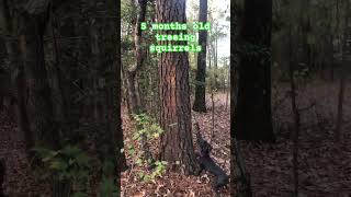 5 month old Treeing Cur treeing squirrels in South Arkansas [upl. by Wilsey681]