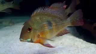 Geophagus Brachybranchus [upl. by Araiet]