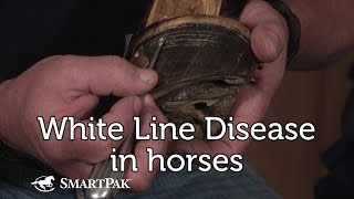 White Line Disease [upl. by Leiru]