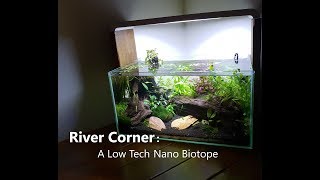 River Corner A Low Tech Nano Tank Biotope [upl. by Rennold710]