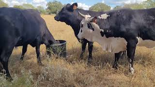 Dewormer amp Fly Treatment On Cattle [upl. by Bayard]