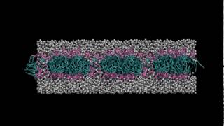 Spontaneous DPPC lipid bilayer formation using MD simulations [upl. by Llerrem]