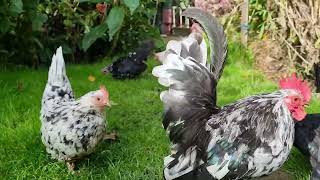 Bantam Chickens SeramasSmallest chicken breed amp Pekins [upl. by Enneirda]