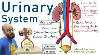 Urinary System  Structure Function Plastinated Kidney and Bladder 3D Model [upl. by Jempty]