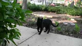 Why Is My Cat Limping [upl. by Anneres]