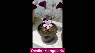 Purple shamrock Oxalis triangularis A Small Plant with Beautiful Flowers flowers nature garden [upl. by Oiznun]