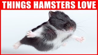 14 Things Hamsters Love the Most [upl. by Reifel699]