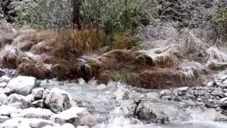 DCI TV  Neige à 1100m  HautesAlpes Forêt du Sapet [upl. by Sinnylg]