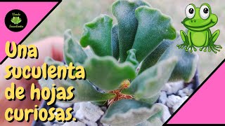 Todos los cuidados para tener unas quotpatitas de ranaquot hermosas ADROMISCHUS CRISTATUS [upl. by Yar654]