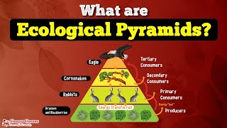 Let’s Know About the Ecological PYRAMID in 10 Minutes [upl. by Nueoht]