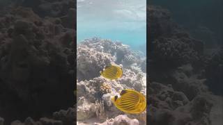 Coral reef at Tropitel Sahl Hasheesh Hurghada Egypt 🇪🇬🐠🐡🤿 [upl. by Zohara]