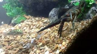 Crayfish VS Fiddler Crab Tug of War Fight in HD [upl. by Unders745]