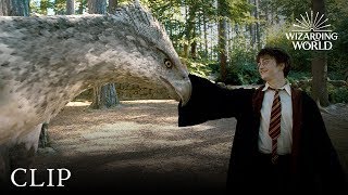 Meet Buckbeak  Harry Potter and the Prisoner of the Azkaban [upl. by Borras]