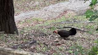 Only in Australia Bush Turkey vs Goanna fight [upl. by Yelrebmik]