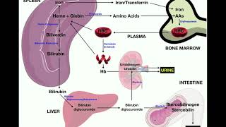 Anatomy  Erythrocyte RBC Metabolism [upl. by Philip342]